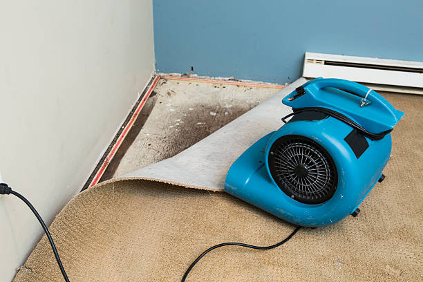 Best Flood damage cleanup  in Merrillville, IN
